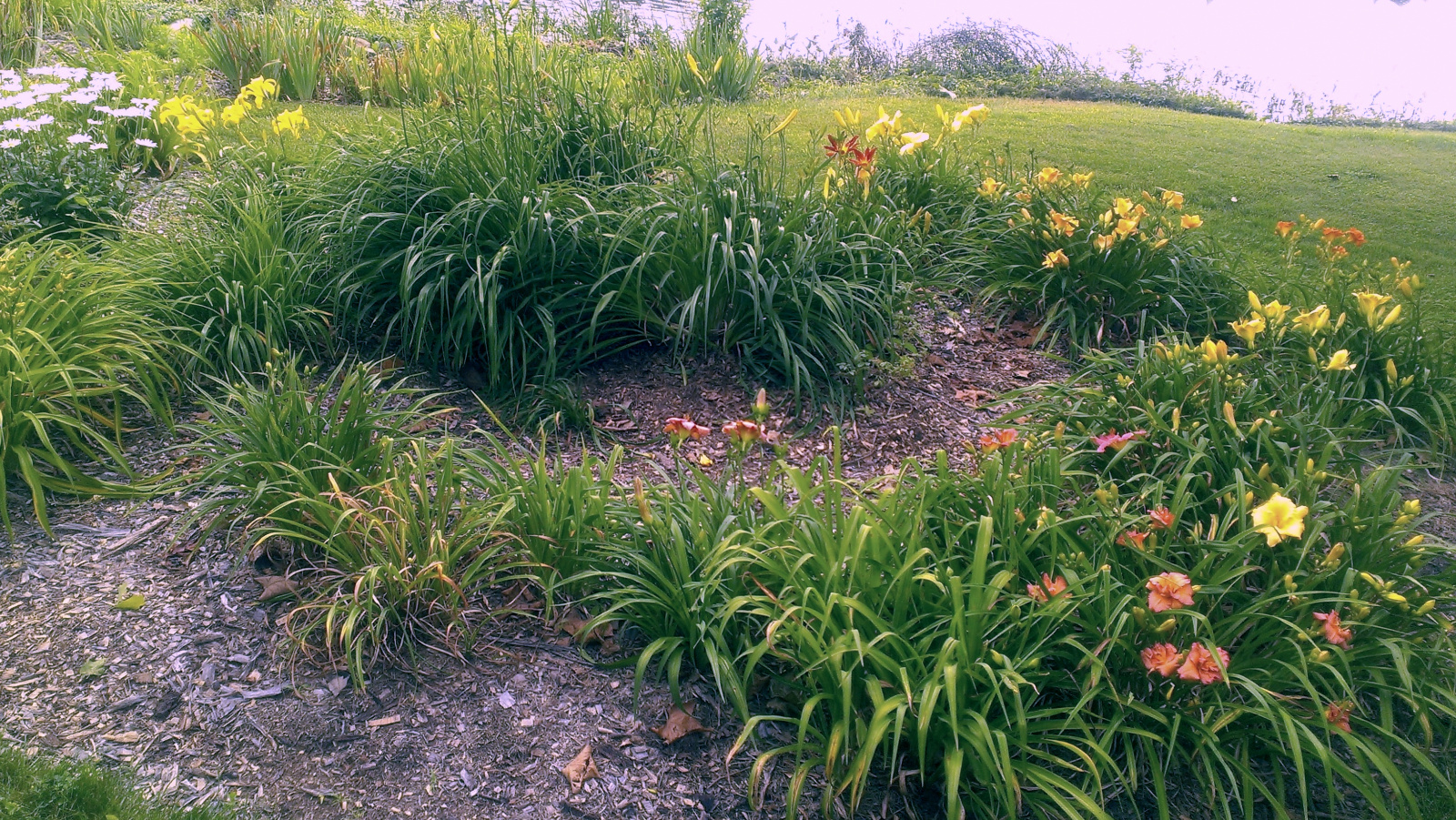 Daylily flowerbed